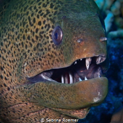 Giant Moray - gymnothorax javanicus
Photo taken in Marsa... by Sabrina Roemer 